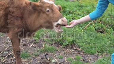 女孩给小牛一个苹果从她的手和戳他的头。 与人类交流的小牛